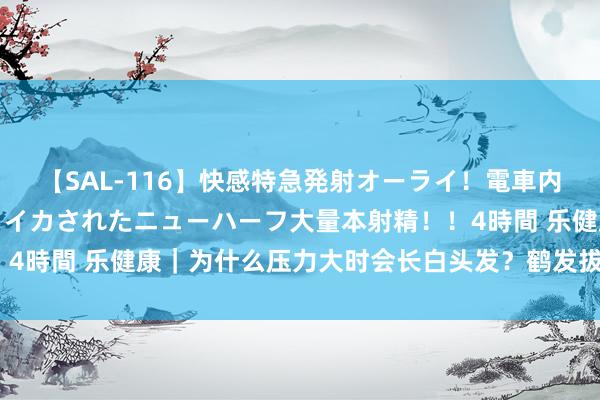 【SAL-116】快感特急発射オーライ！電車内で痴漢集団に気持ちよくイカされたニューハーフ大量本射精！！4時間 乐健康｜为什么压力大时会长白头发？鹤发拔一根长十根？